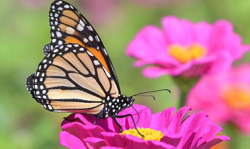 Monarch Butterfly Taking a Sip at Hickory Knolls Natural Area