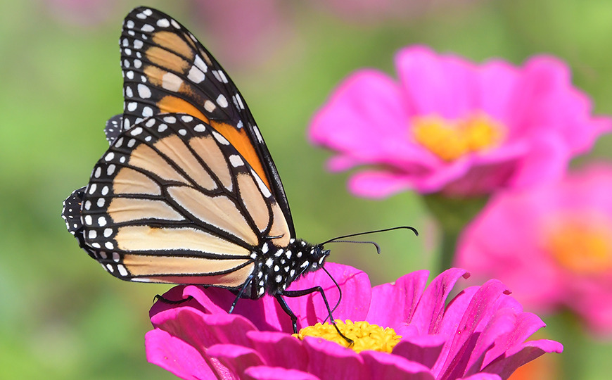 Monarch Butterfly Taking a Sip at Hickory Knolls Natural Area