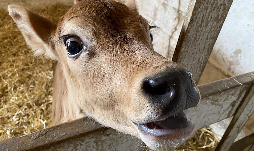 Cow on the Farm