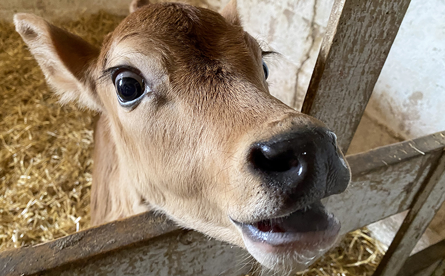 Cow on the Farm