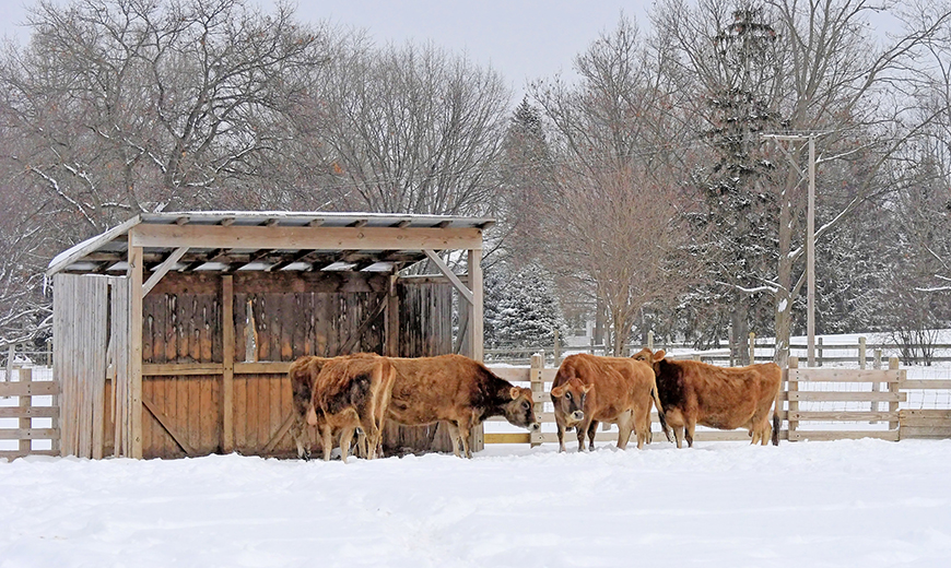 Cows