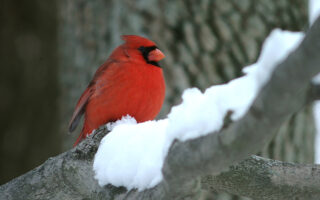 Cardinal in the Snow