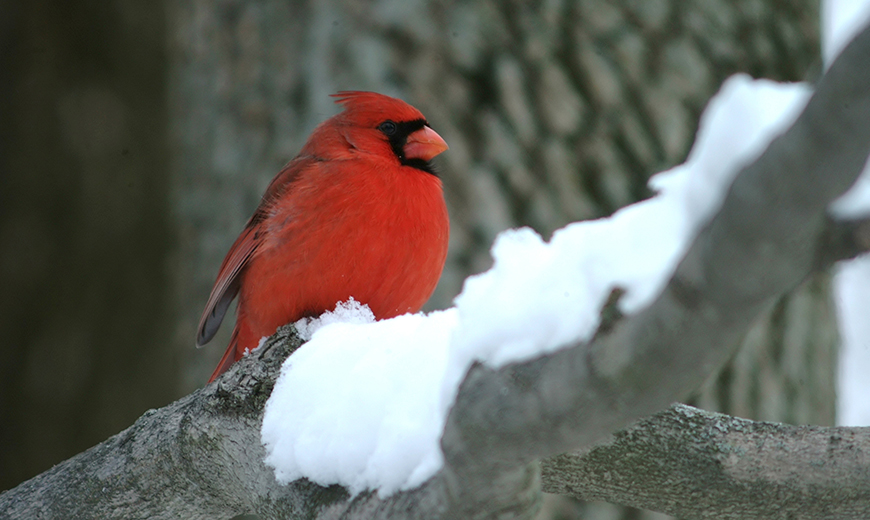 Cardinal in the Snow